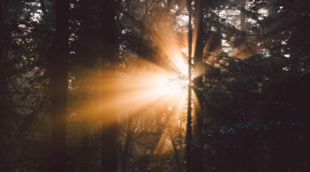 CURATING THE CURATOR: A GLIMPSE OF THE DIVERSE TALENTS OF VERO ROSE SMITH